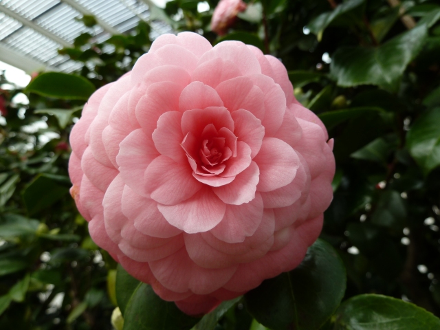 Chiswick House camellia